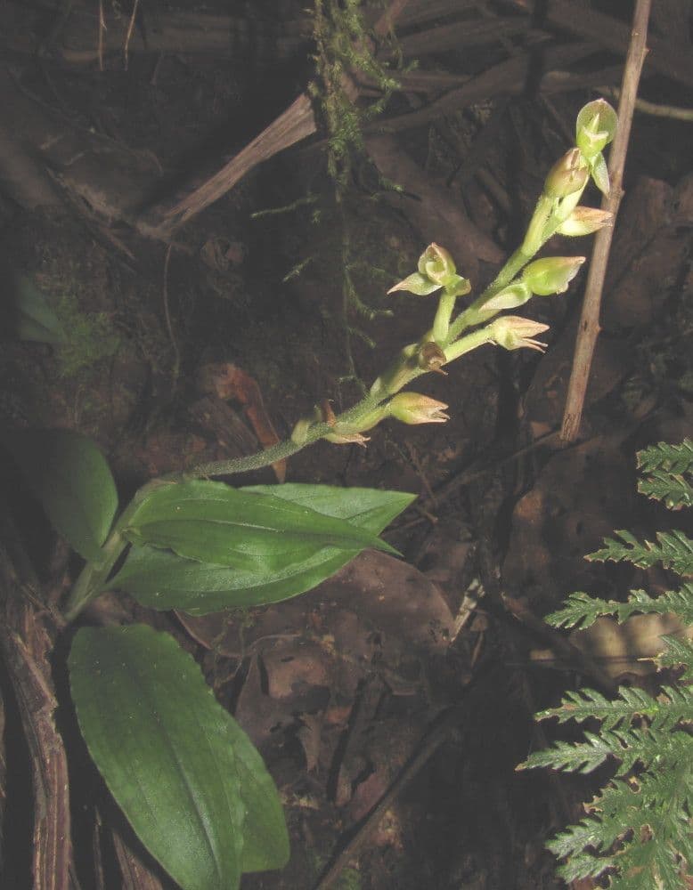 Goodyera verdiflora 7