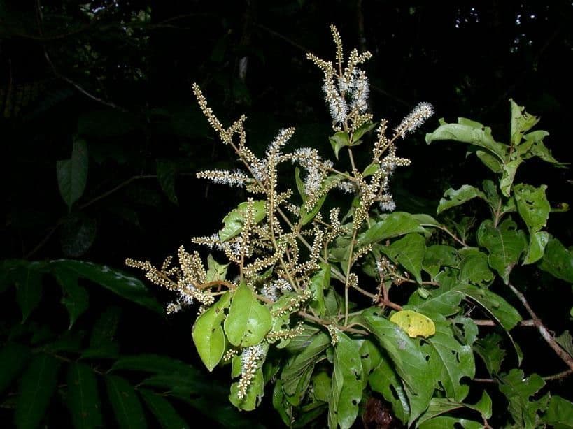 Combretum lasco 9