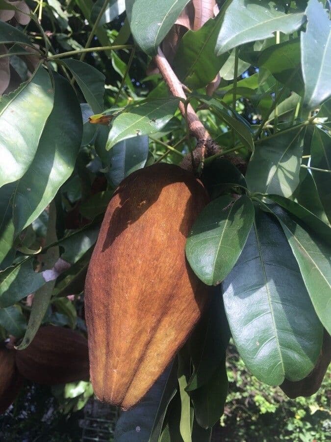 Pachira acquatica 3