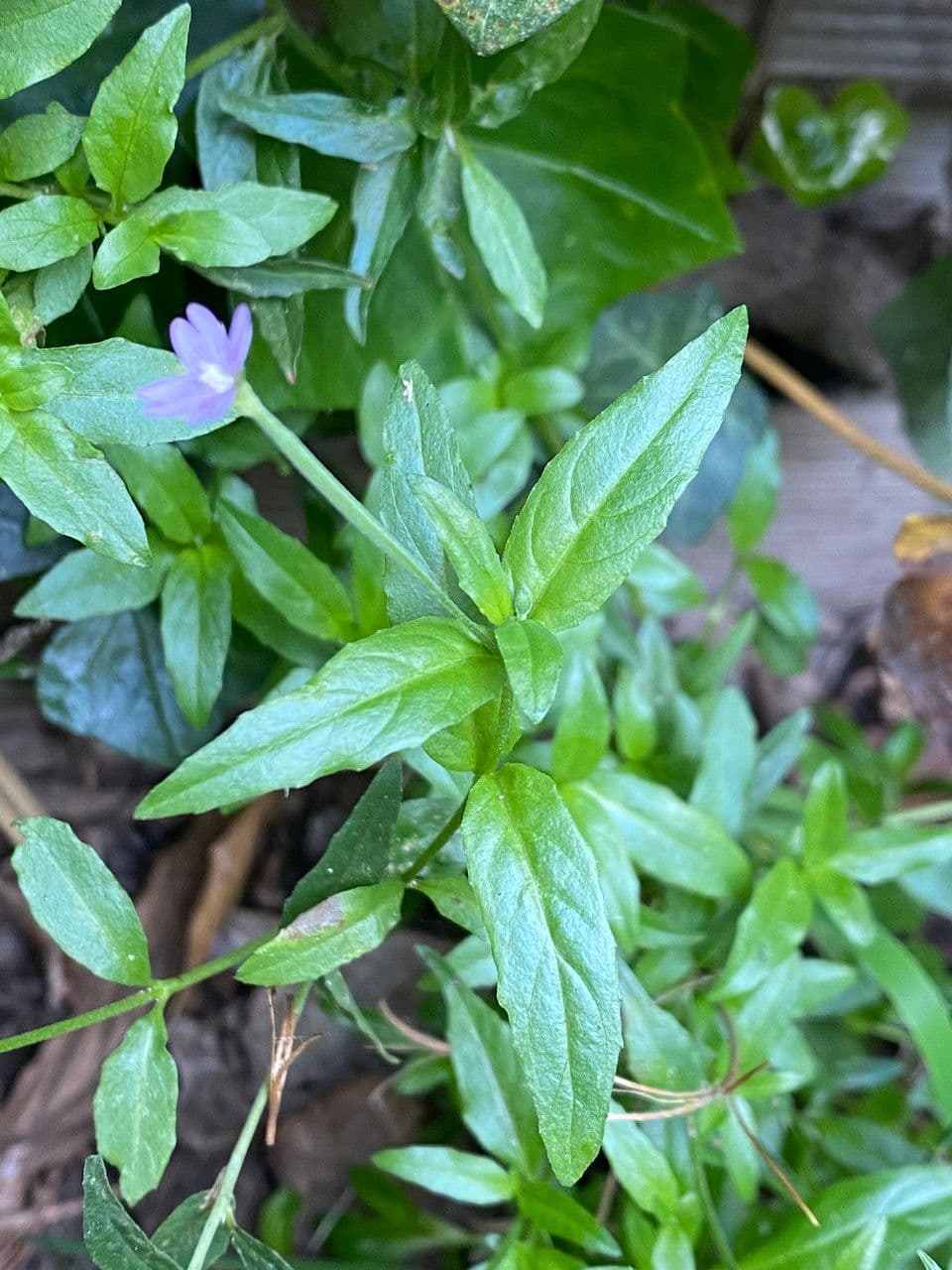 Garofanino quadrangolare 9