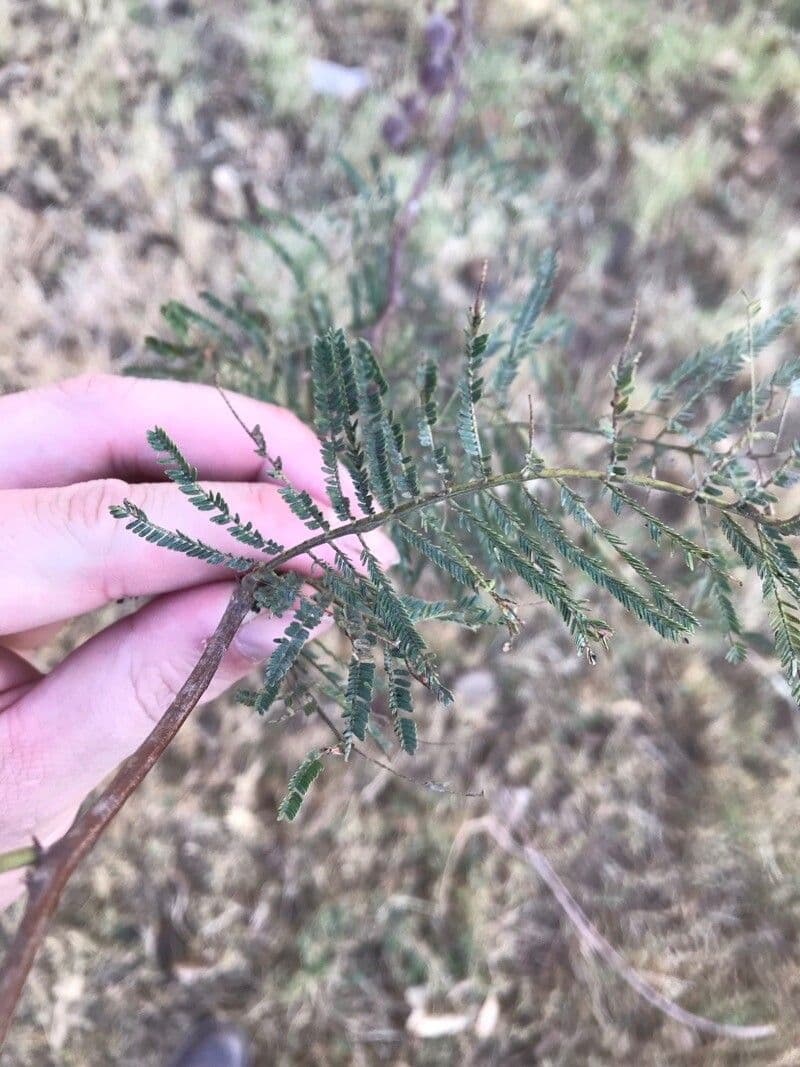 Prosopis affinis 10