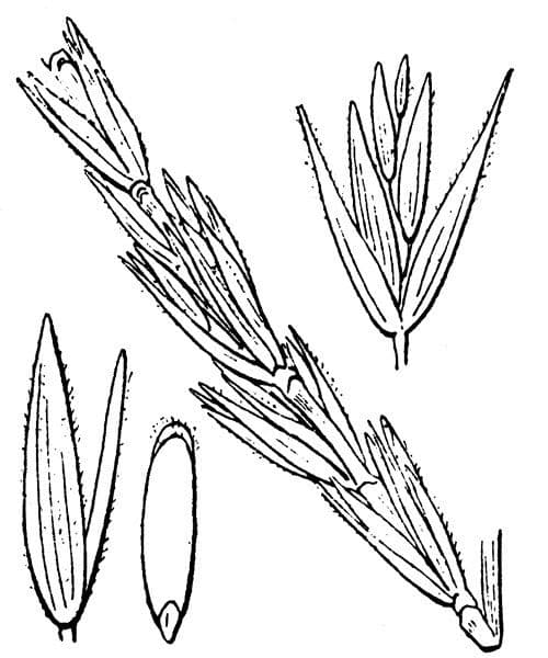 Elimo sabbioso 29