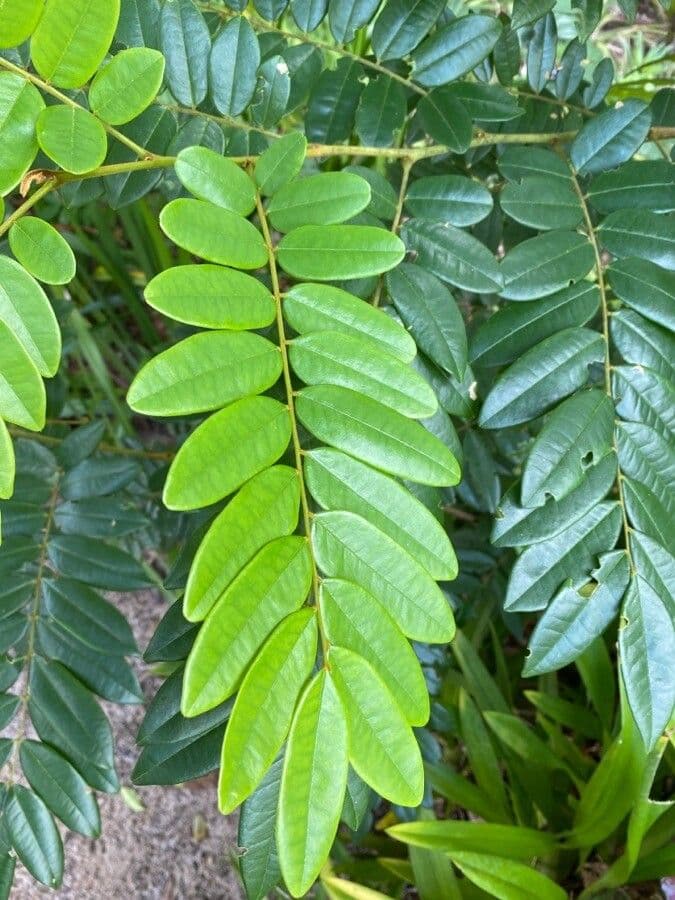 Bowdichia virgilioides 3