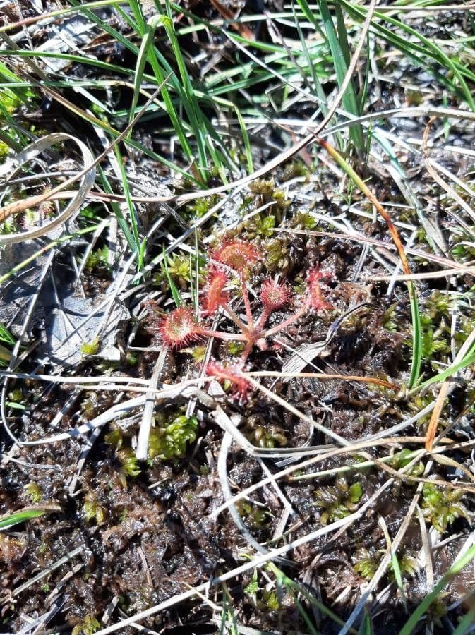 Drosera capillare 2