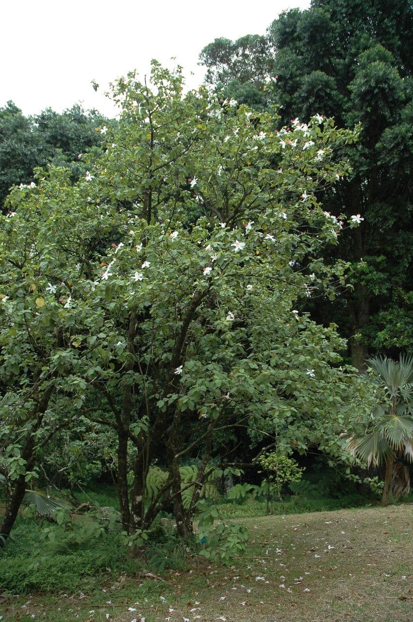 Hibisco di Waimea 8