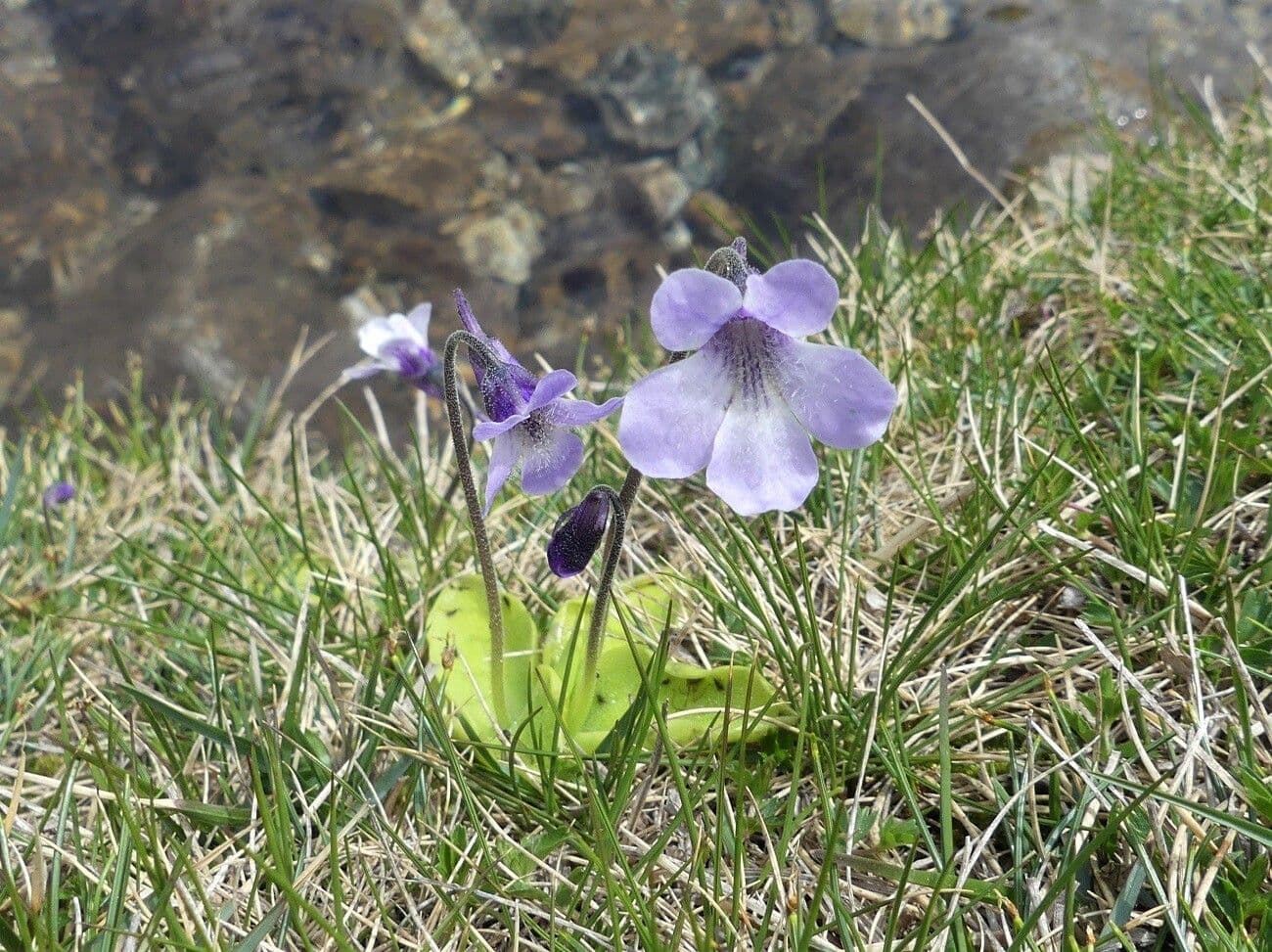 Tučnice korsická