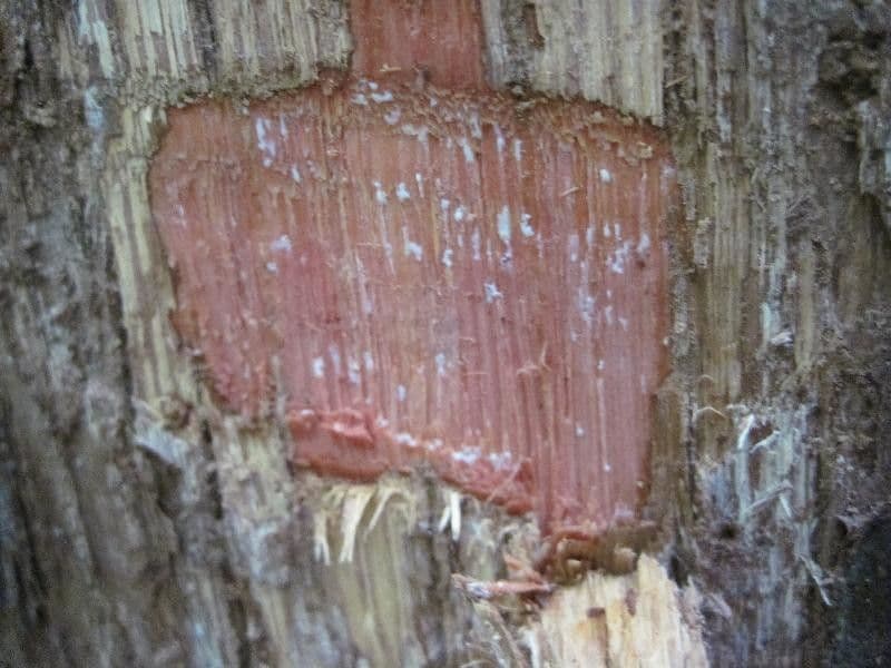 Chrysophyllum 8