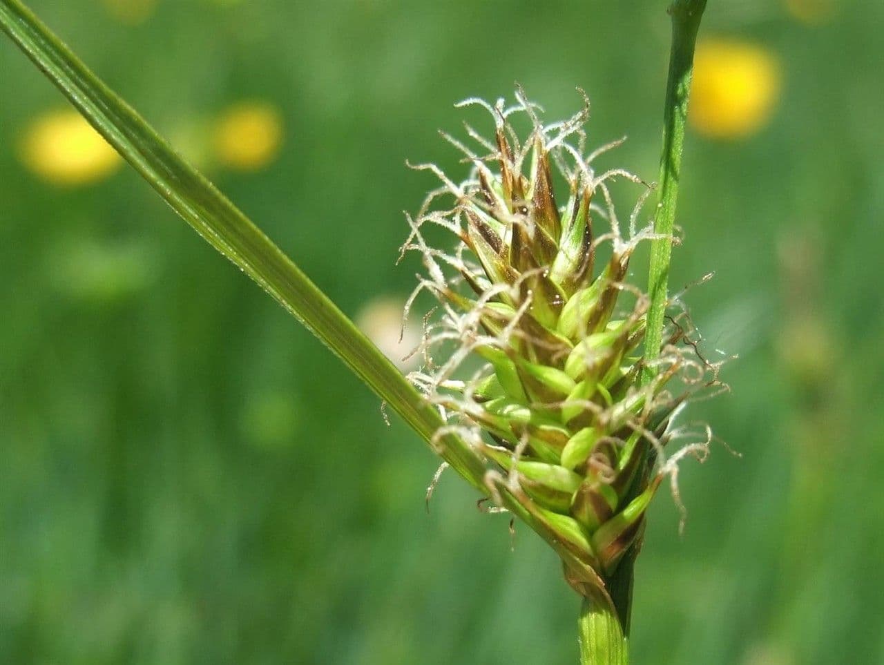 Turzyca Hosta 9