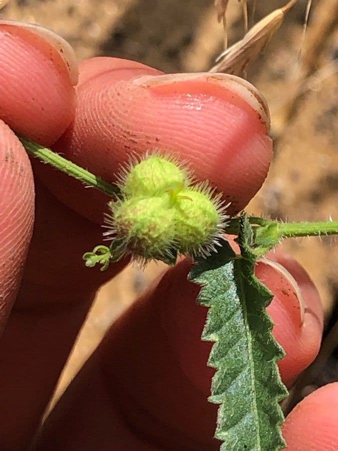 Tragia ramosa 2