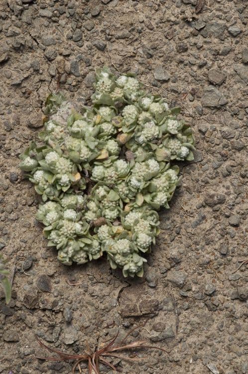 Psilocarphus brevissimus