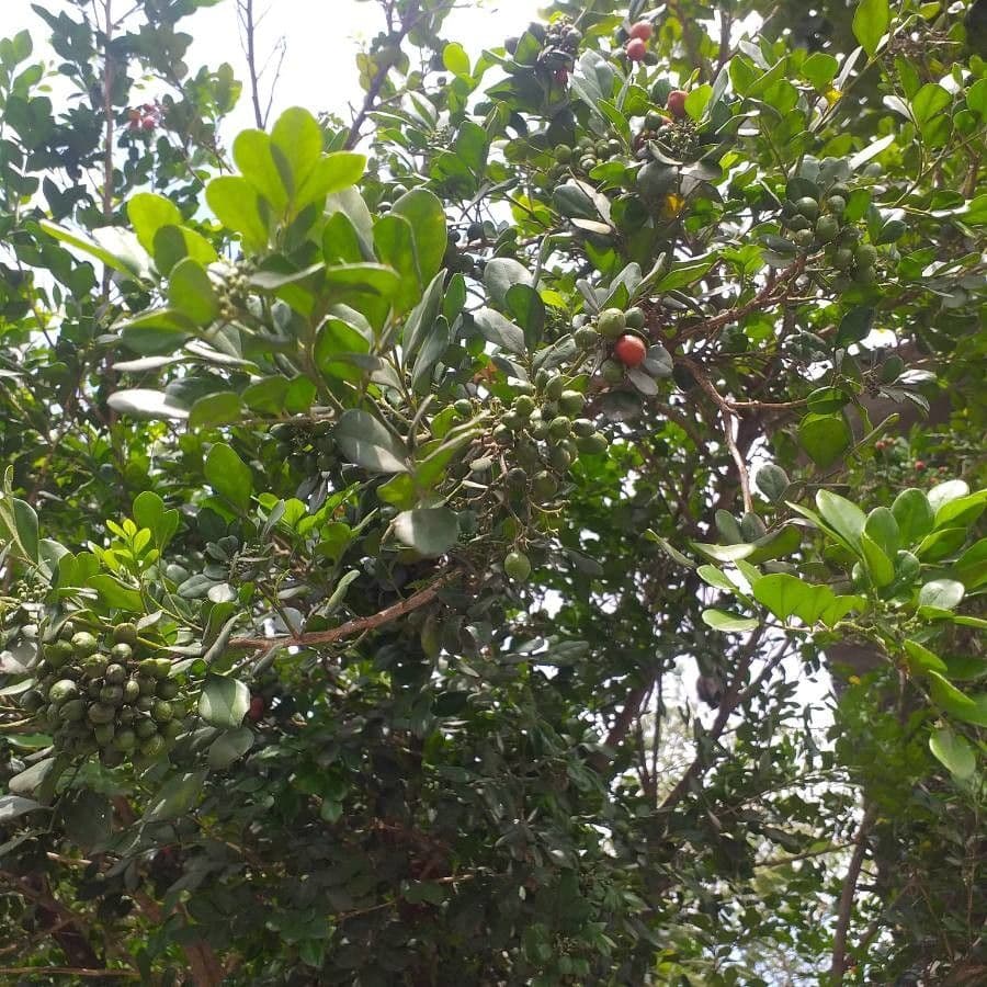 Mamey 26