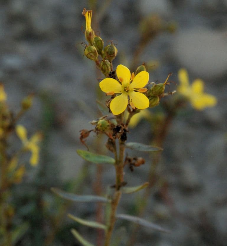 Len 6