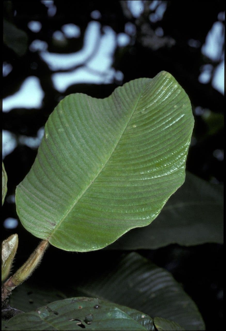Dillenia 3
