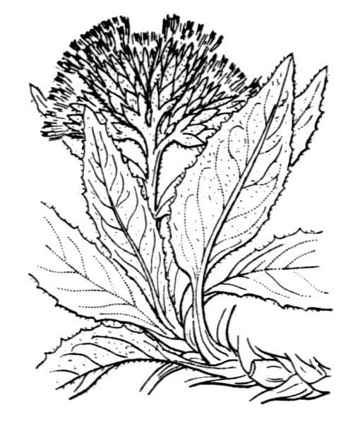 Saussurea 25