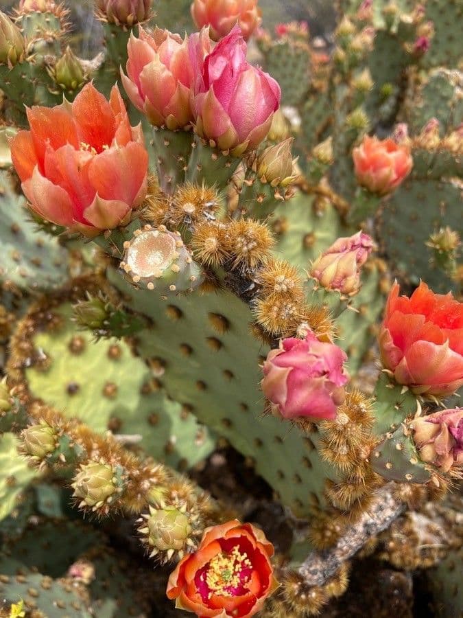 Chenille prickly-pear 6