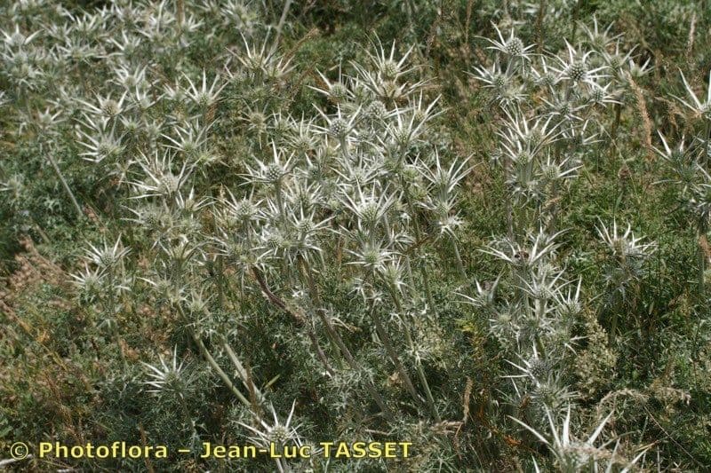 Eryngium glaciale 11