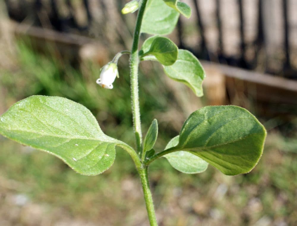 Salpichroa origanifolia 13