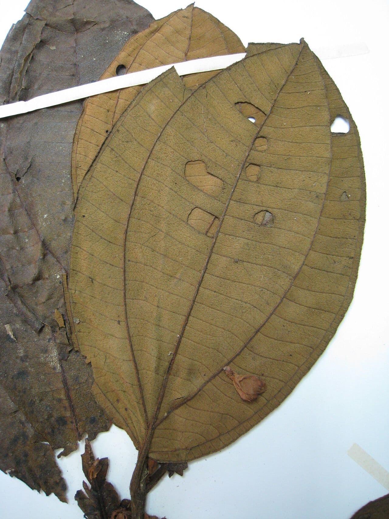Henriettea ramiflora 4
