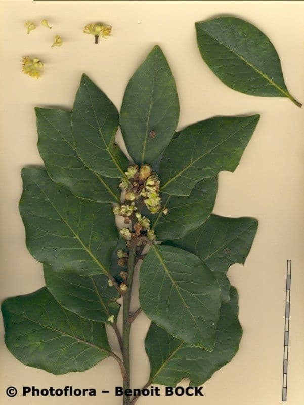 Azorischer Lorbeer 30