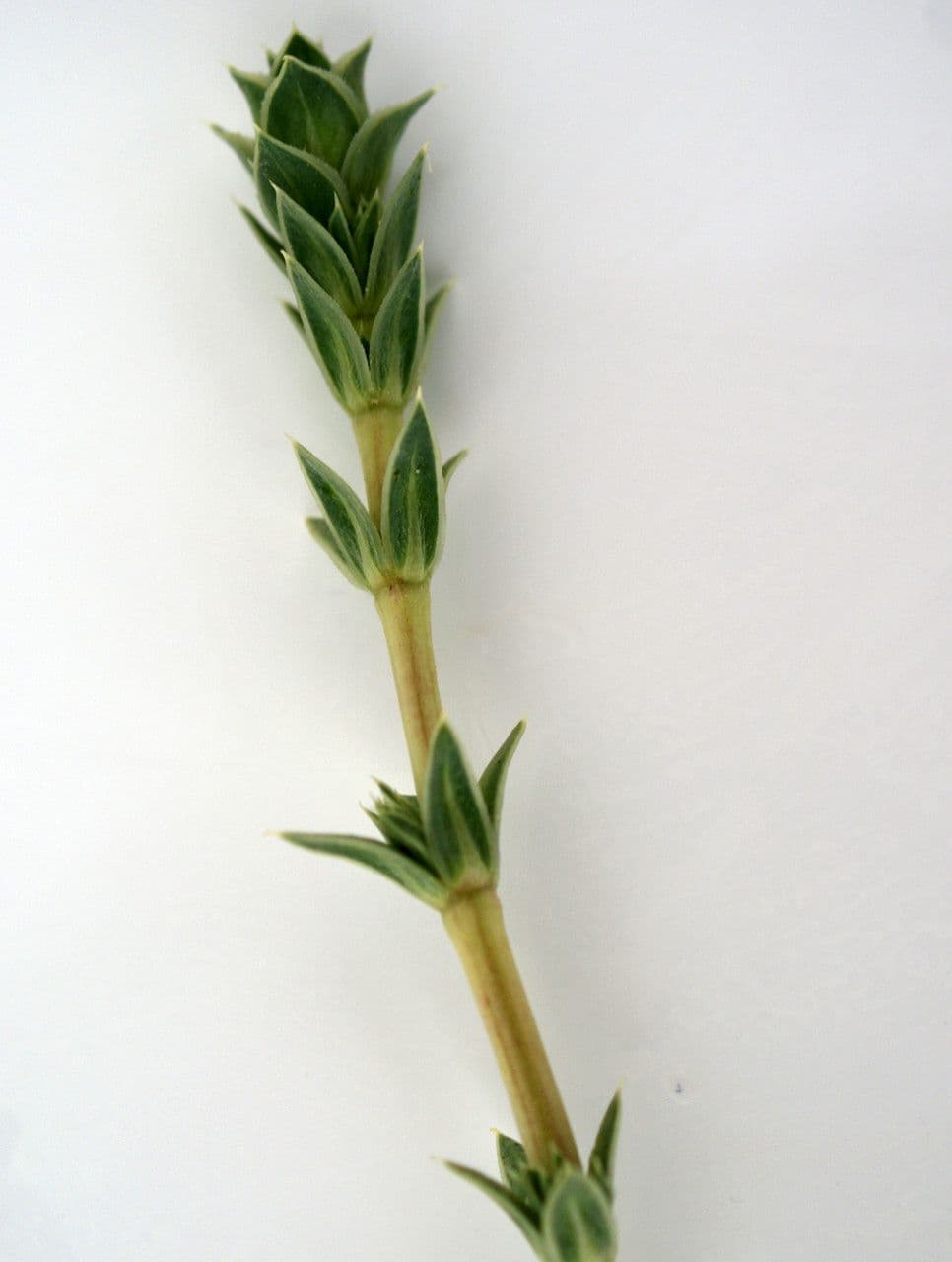 Crocianto marittimo 20