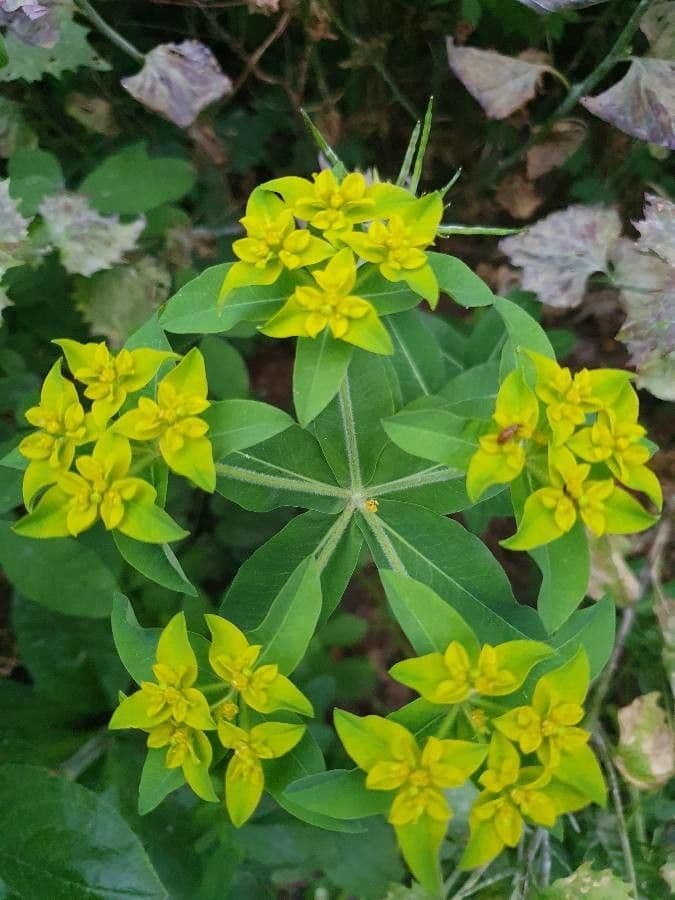 Euforbia bionda 8