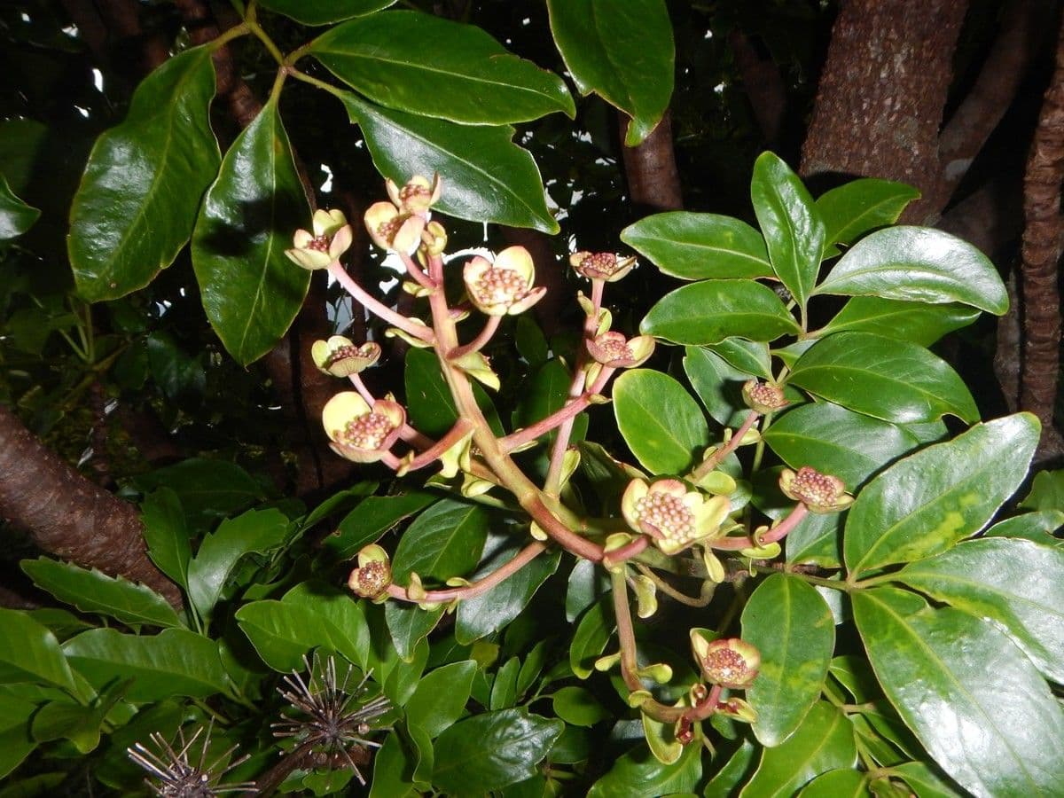 Myodocarpus 3