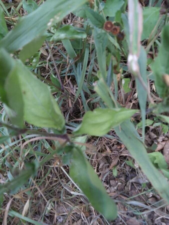 Ruellia 18