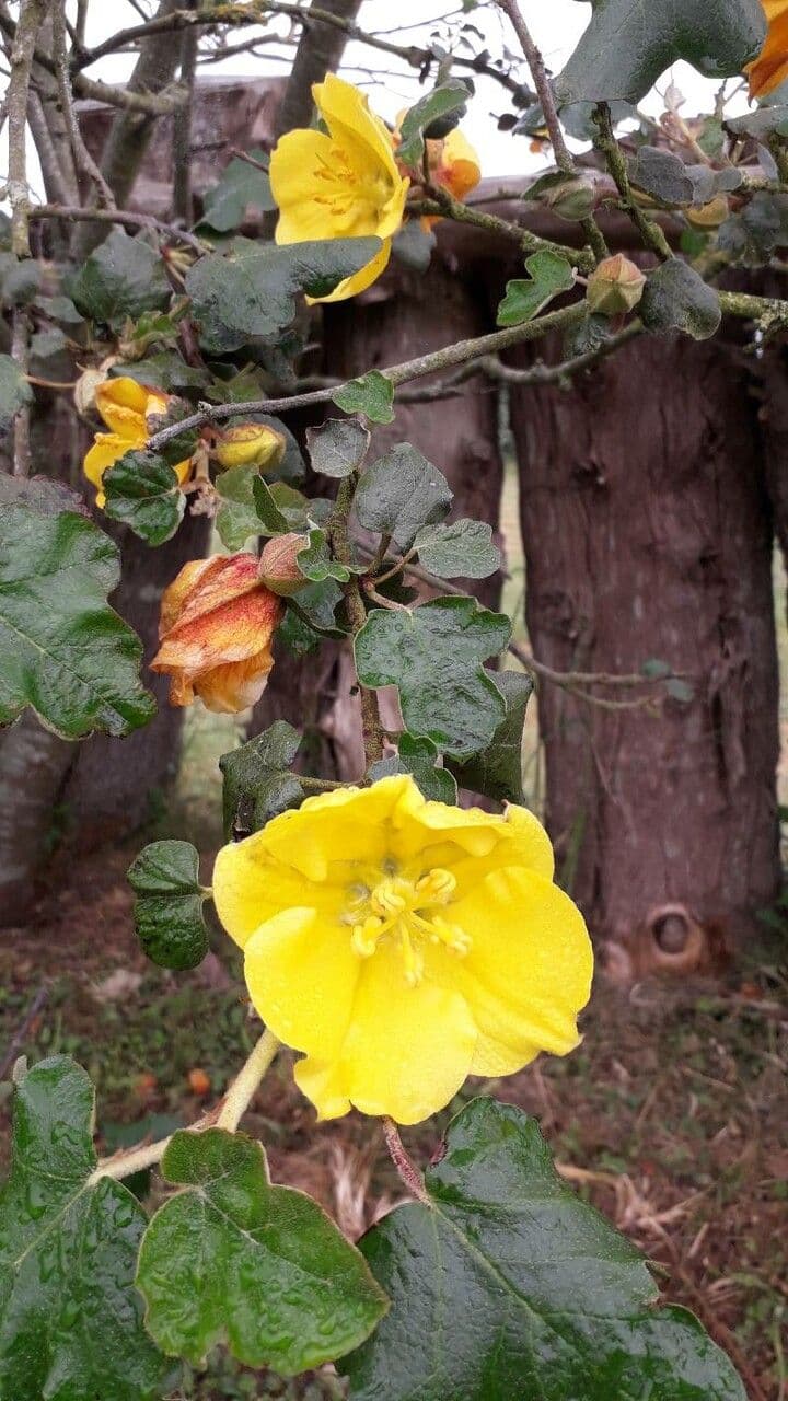 Fremontodendron 2