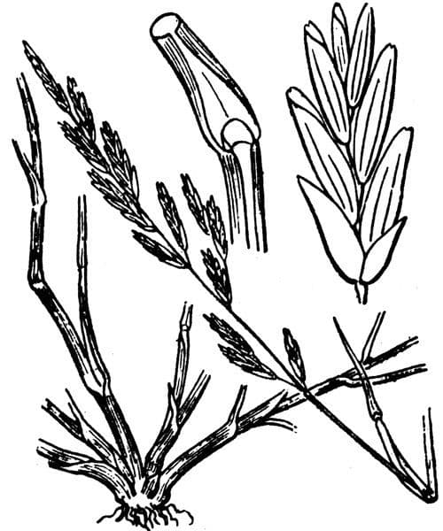 Andelgras 27