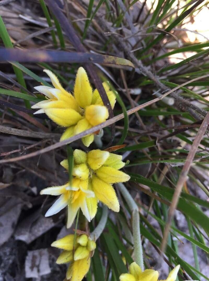 Conostylis