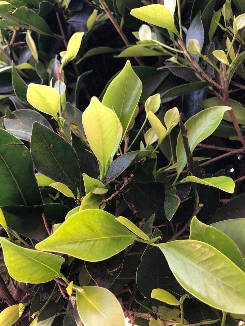 Cleyera giapponese 9