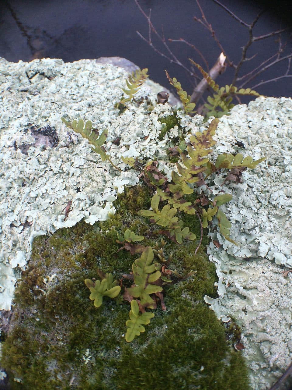 Polypodium virginianum 5