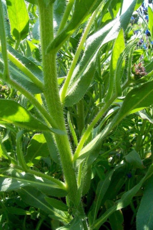 Buglossoides azzurra 17