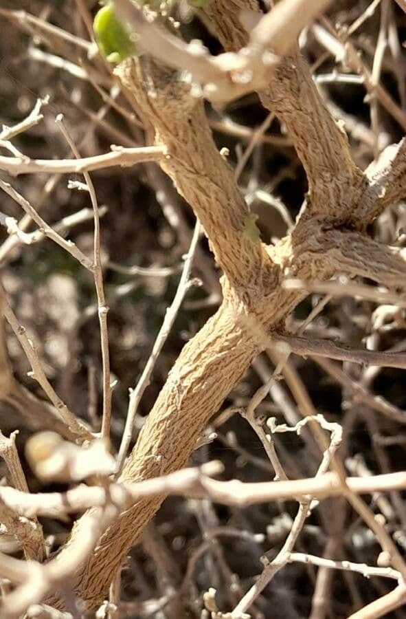 Atriplice ondulata 8