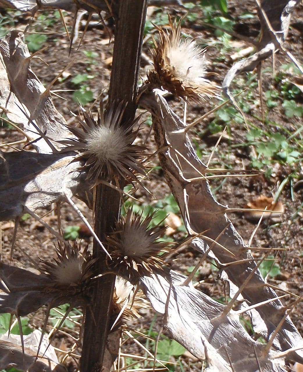 Ptilostemon casabonae 11