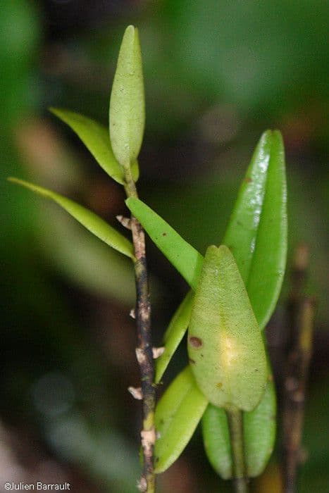 Dendrobium 2