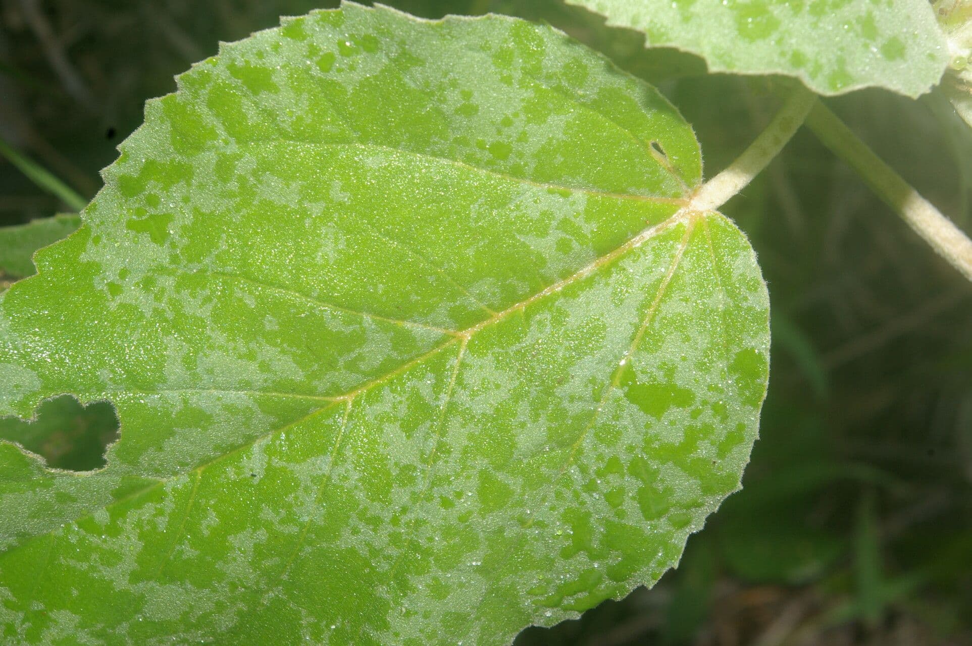Croton argentato 4