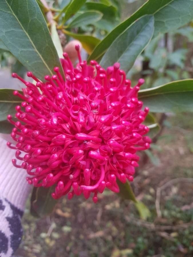 Telopea speciosissima 3