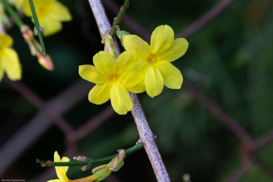 Winterjasmin 9