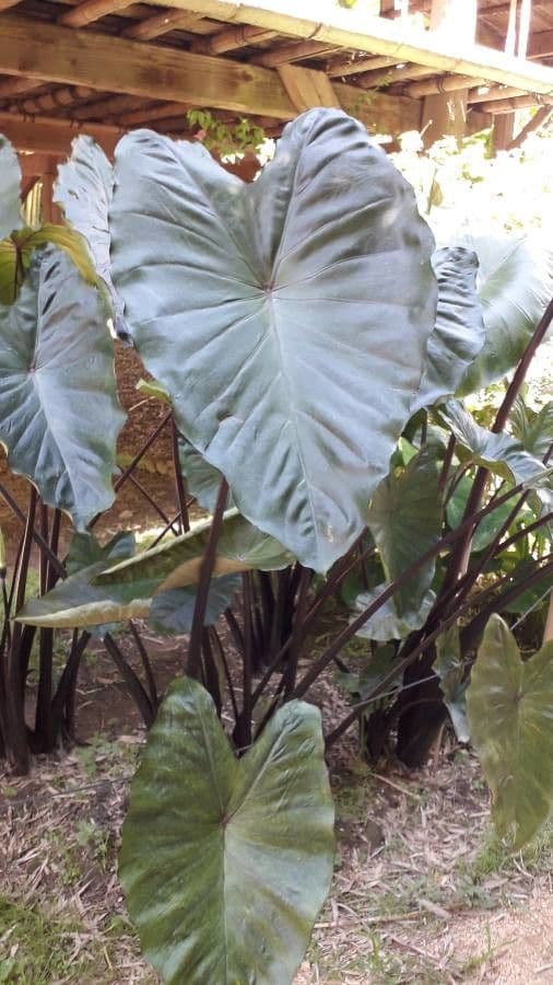 Taro 20