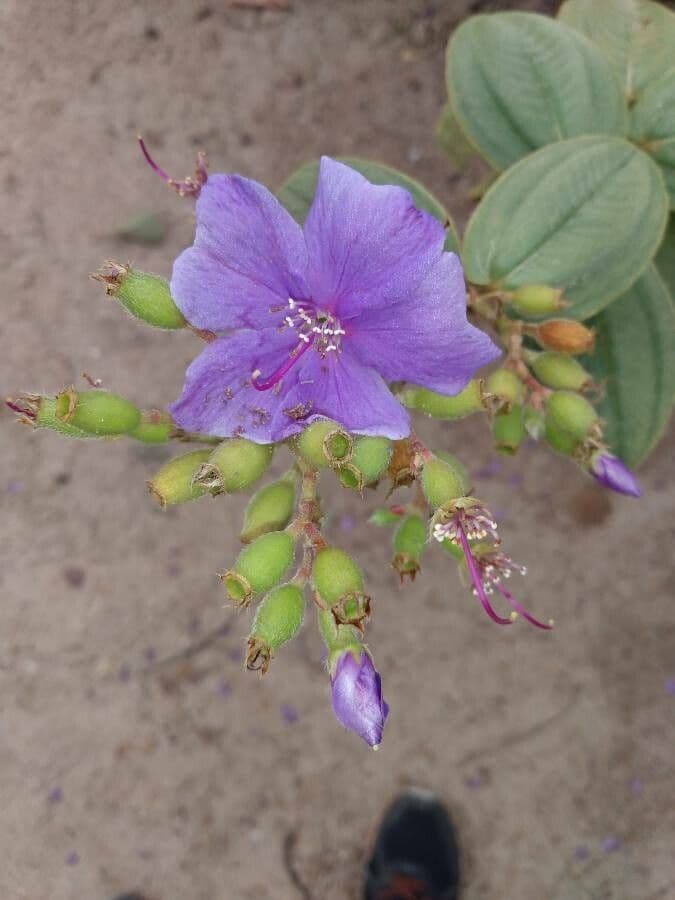 Pleroma