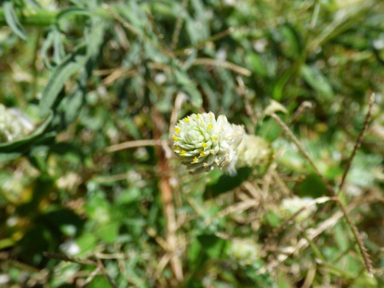 Gomphrena 6