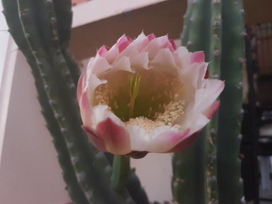 Cereus 2