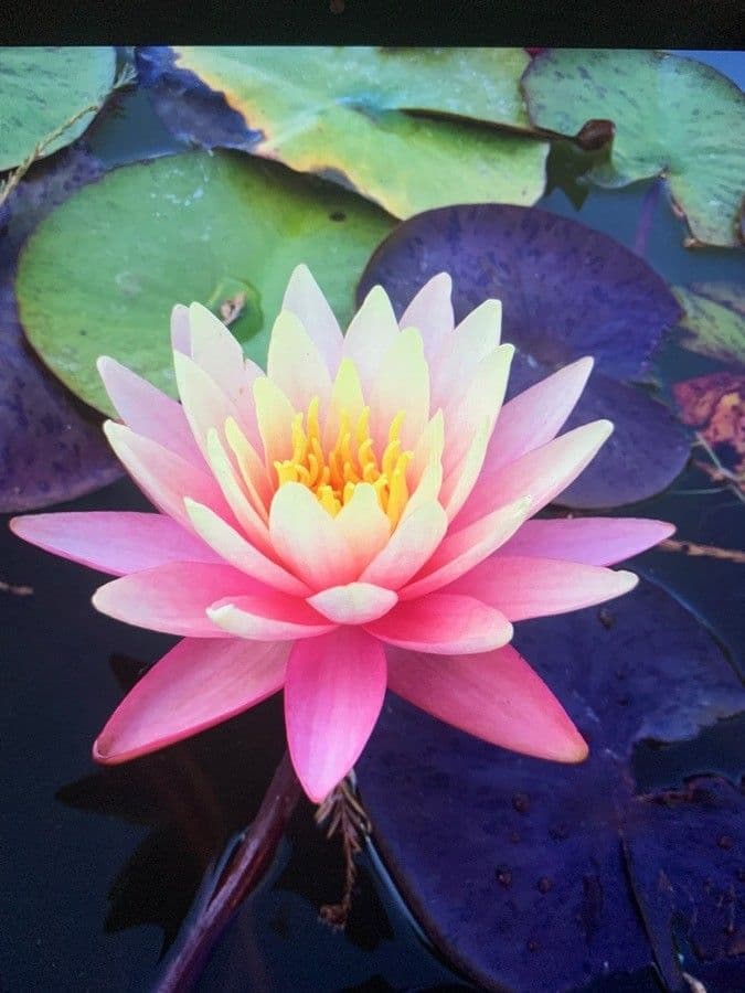 Loto