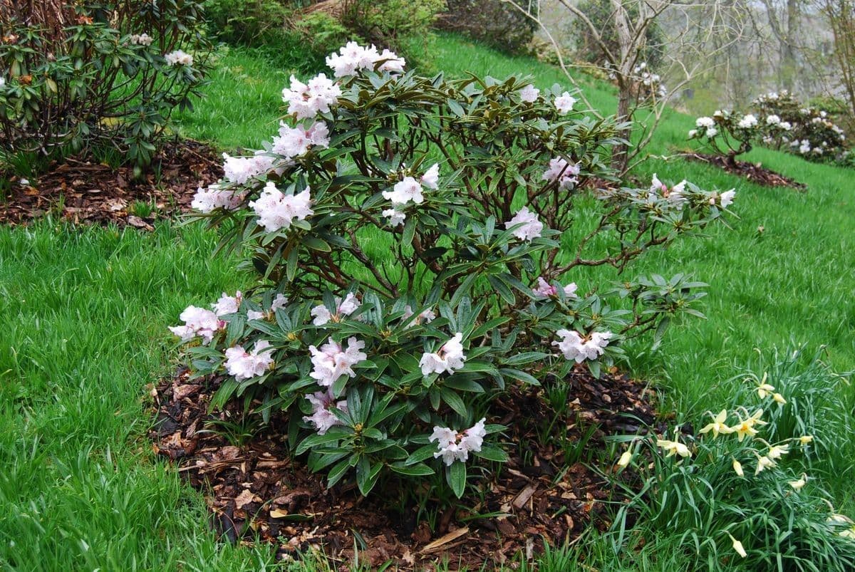 Rododendro 9