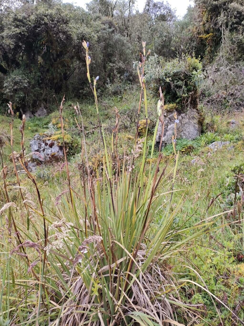 Iris del Chimborazo 8