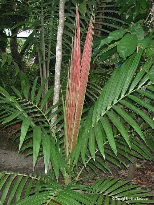 Burretiokentia 4
