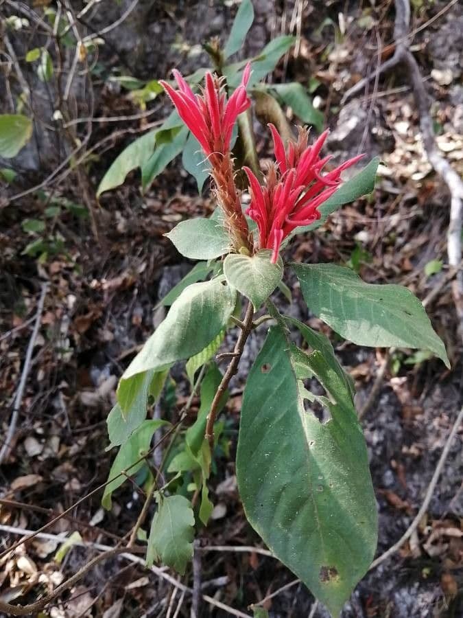 Aphelandra scabra 7