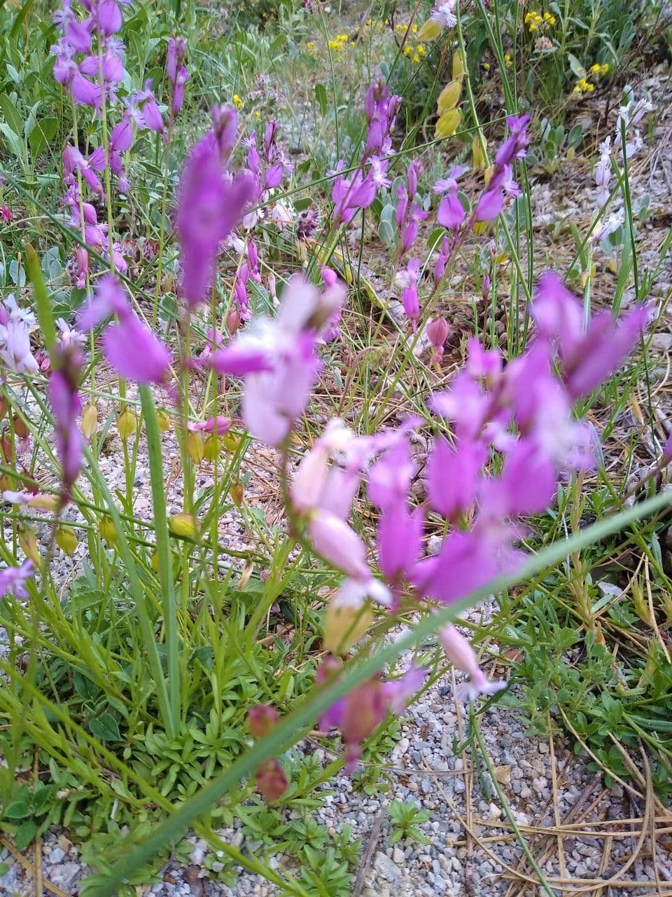 Polygala boissieri 3
