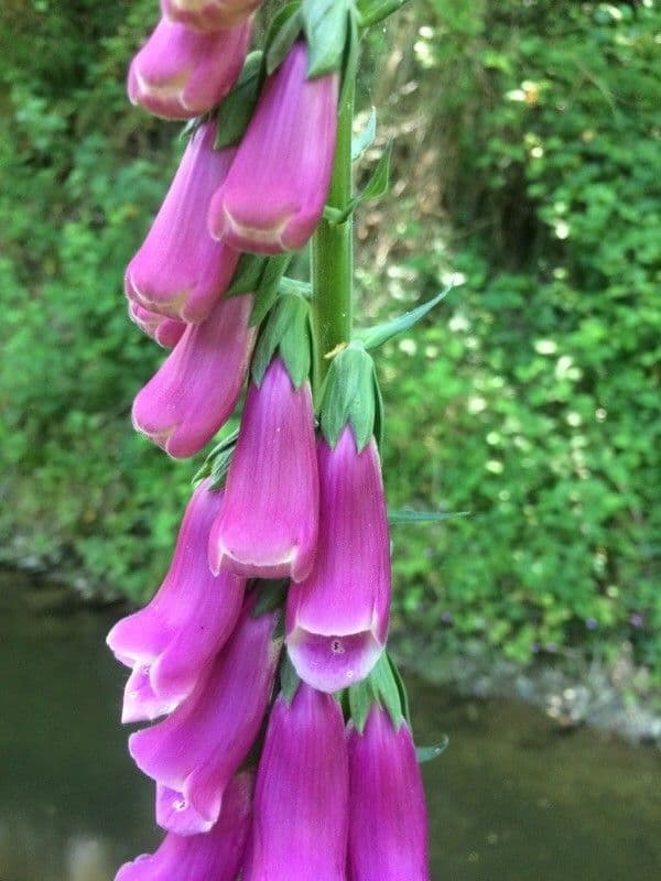 Náprstník červený 8